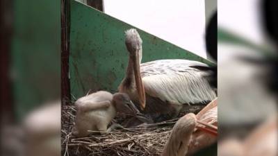 Видео из Сети. В Московском зоопарке появились на свет два птенца пеликана - mur.tv