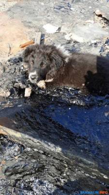 В Южно-Сахалинске спасают собаку, утонувшую в расплавленном гудроне - mur.tv - Южно-Сахалинск