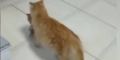 Настоящая мама: кошка принесла в больницу своего котёнка - mur.tv