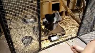Видео из Сети. В Московском зоопарке филиппинская крыса прошла первое взвешивание - mur.tv