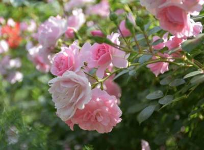 ​Грамотная обрезка роз как залог их пышного цветения - lifehelper.one