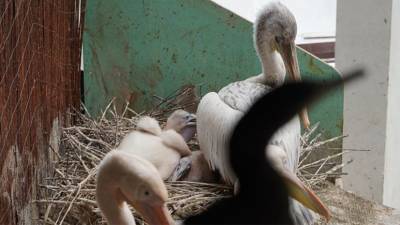 В Московском зоопарке появились на свет птенцы кудрявых пеликанов - mur.tv - Москва