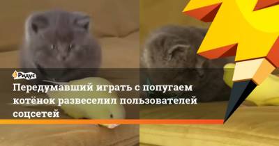 Передумавший играть с попугаем котёнок развеселил пользователей соцсетей - mur.tv