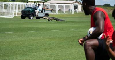 Огромный аллигатор ворвался на тренировку футболистов и попал на видео - mur.tv
