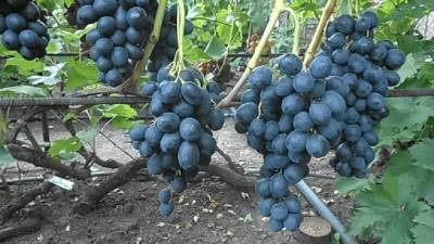 Сорт винограда Ласточка: фото и описание, отзывы, видео - sadogorod.club - Россия - Виноград