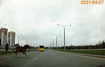 Видеофакт: Лошади резко выбежали на дорогу в Лошице - mur.tv - Белоруссия
