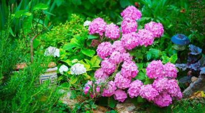 Декоративные кустарники: календарь цветения самых популярных кустарников для вашего сада - sadogorod.club