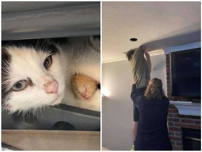 Запуганная уличная кошка родила котят под потолком - mur.tv