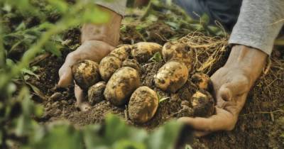 Как уберечь картофель и другие овощи от прожорливого проволочника и сохранить урожай - lifehelper.one