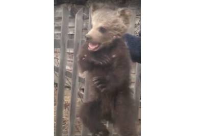В Башкирии маленький медвежонок вышел к людям за помощью - mur.tv - республика Башкирия