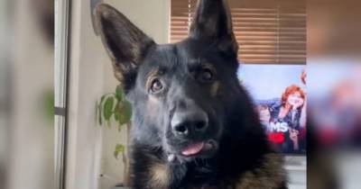 Реакція колишнього поліцейського собаки на слово кокаїн стала вірусною в мережі - mur.tv