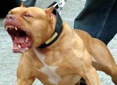 В Киеве бойцовская собака загрызла несколько собак: очевидцы в шоке, хозяин пса спокоен “как удав” - mur.tv - Киев