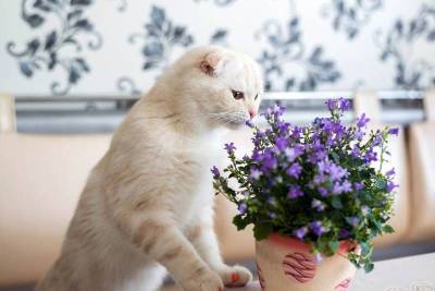 Как отучить кошку или кота гадить в цветочный горшок? - mur.tv