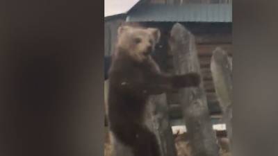 Мать убили браконьеры: обессиленный медвежонок вышел к людям - mur.tv - Россия - республика Башкирия