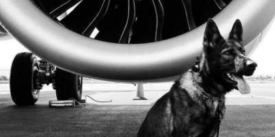 Отставной полицейский пёс нашел себя в авиации - mur.tv - Австралия