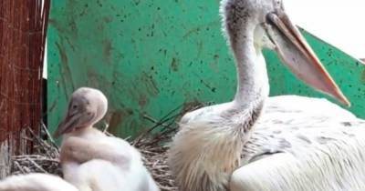 В Московском зоопарке родились редкие кудрявые пеликаны - mur.tv