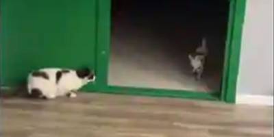 Приступ смеха обеспечен: проказник кот разыгрывает чихуашку - mur.tv
