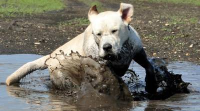 Почему собака любит валяться в грязи (и не только в ней) - mur.tv
