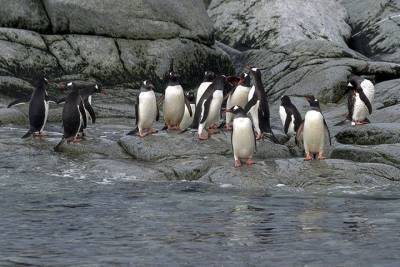 Папуанские пингвины Московского зоопарка начали строить гнезда к сезону размножения - mur.tv