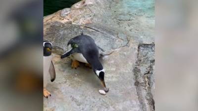 Видео из Сети. Дарят камни и строят гнезда: московские пингвины начали размножаться - mur.tv