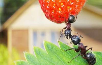 ​Лучший способ избавиться от муравьев на участке - lifehelper.one