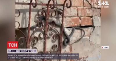 В центре Харькова змеи оккупировали жилой дом: лезут в квартиры - mur.tv