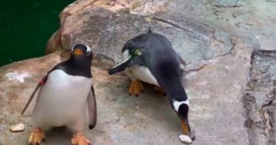 В Московском зоопарке пингвины поборолись за камни - mur.tv - Москва