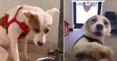 Реакция собаки на то, что ее забирают домой, растрогала Сеть - mur.tv