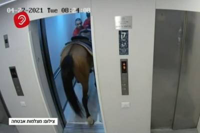 Полицию разозлила лошадь в лифте престижного дома - mur.tv - Израиль - Тель-Авив