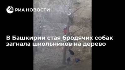 В Башкирии стая бродячих собак загнала школьников на дерево - mur.tv - республика Башкирия - Уфа - Бирск
