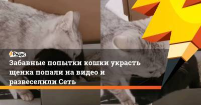 Забавные попытки кошки украсть щенка попали на видео и развеселили Сеть - mur.tv