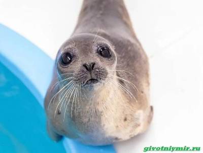 История о морском котике и тюлене, которых удалось спасти от гибели - mur.tv