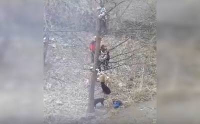 В Башкирии дети спасались от стаи собак на дереве - mur.tv - республика Башкирия - Бирск