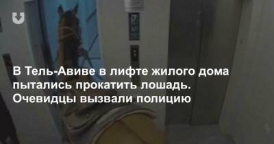 В Тель-Авиве в лифте жилого дома пытались прокатить лошадь. Очевидцы вызвали полицию - mur.tv - Тель-Авив