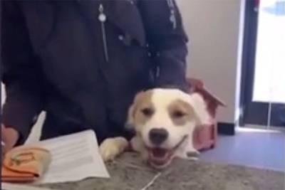 Видео со счастливой собакой, которая нашла хозяев, стало вирусным в Сети - mur.tv