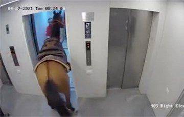 Видео дня: житель Тель-Авива завел в лифт живую лошадь и поднялся с ней на шестой этаж - mur.tv - Тель-Авив