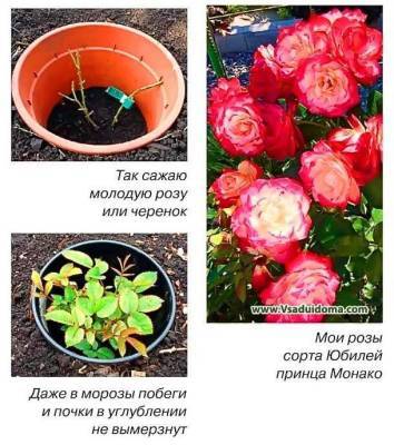 Необычный способ посадки: розы… в ямке – чтобы не вымерзали - sadogorod.club