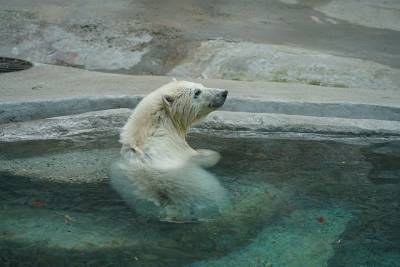 Спасенный в Арктике белый медвежонок поселился в Московском зоопарке - mur.tv - Красноярский край