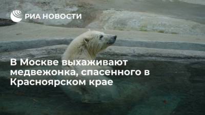В Москве выхаживают медвежонка, спасенного в Красноярском крае - mur.tv - Москва - Красноярский край