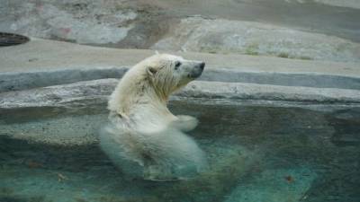 В Московский зоопарк прибыл белый медвежонок, спасенный на острове в Красноярском крае - mur.tv - Москва - Красноярский край
