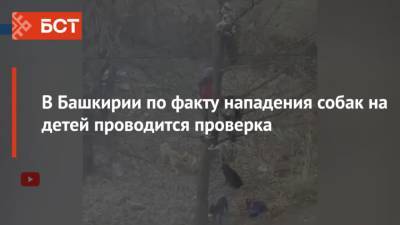 В Башкирии стая собак загнала детей на дерево - mur.tv - республика Башкирия