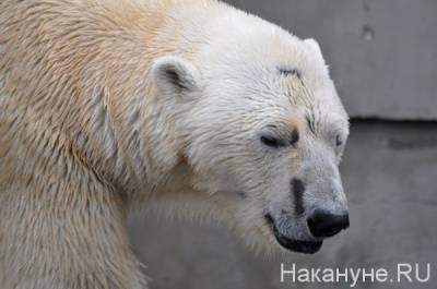 Прокуратура заинтересовалась гибелью медведя в Екатеринбургском зоопарке - mur.tv - Свердловская обл.