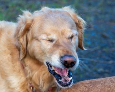 Почему моя собака чихает? - mur.tv