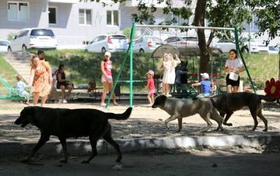 Владимир Бурматов - В Госдуме обвинили чиновников в проблемах с бездомными собаками - mur.tv - Москва