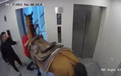 В Израиле опубликовали видео с лошадью в лифте - mur.tv - Израиль - Тель-Авив