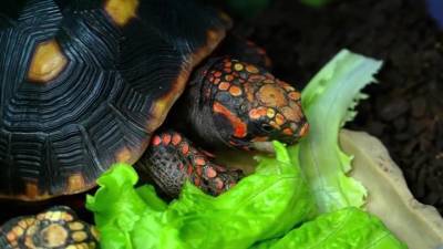 Нашествие красноухих: заморские черепахи захватили сочинские водоемы - mur.tv - Сочи