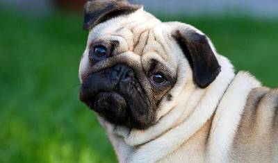 Ученые обнаружили прирожденный талант короткоголовых собак - mur.tv - Будапешт