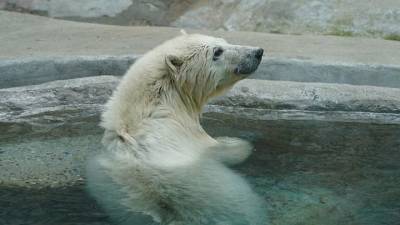 Московский зоопарк приютил осиротевшего медвежонка - mur.tv