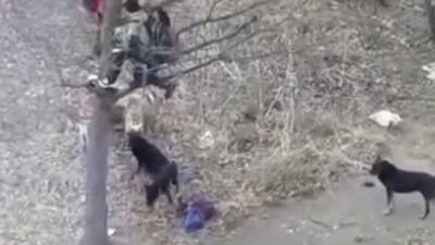 Вести в 20:00. Школьники в Бирске спаслись от собак на дереве - mur.tv - республика Башкирия - Бирск