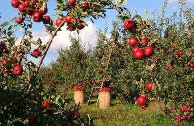 Какие 3 секрета помогут вам собрать богатый урожай яблок - sadogorod.club